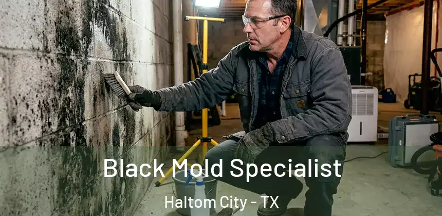  Black Mold Specialist Haltom City - TX